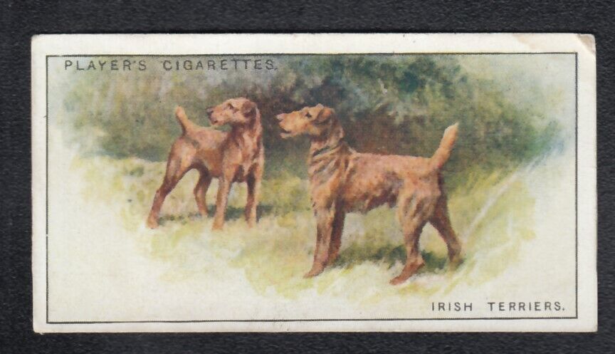 Irish Terriers Vintage 1925 Dog Painting Card